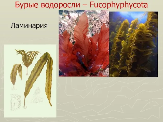 Бурые водоросли – Fucophyphycota Ламинария