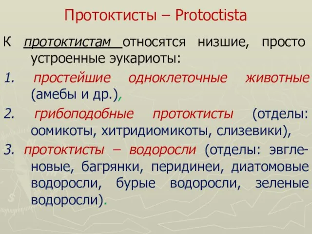 Протоктисты – Protoctista К протоктистам относятся низшие, просто устроенные эукариоты: 1. простейшие