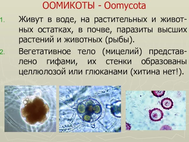 ООМИКОТЫ - Oomycota Живут в воде, на растительных и живот-ных остатках, в