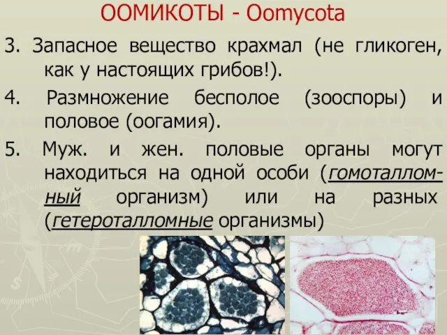 ООМИКОТЫ - Oomycota 3. Запасное вещество крахмал (не гликоген, как у настоящих
