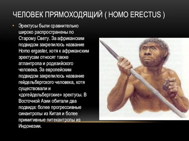 ЧЕЛОВЕК ПРЯМОХОДЯЩИЙ ( HOMO ERECTUS ) Эректусы были сравнительно широко распространены по