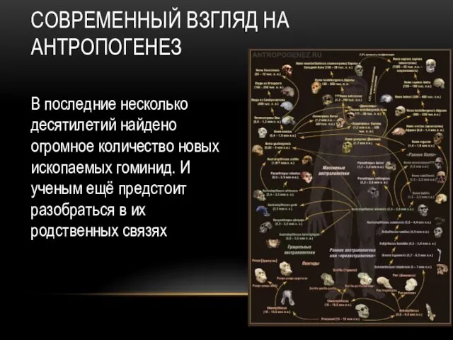 СОВРЕМЕННЫЙ ВЗГЛЯД НА АНТРОПОГЕНЕЗ В последние несколько десятилетий найдено огромное количество новых