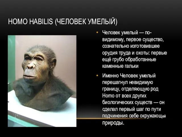 HOMO HABILIS (ЧЕЛОВЕК УМЕЛЫЙ) Человек умелый — по-видимому, первое существо, сознательно изготовившее