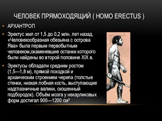 ЧЕЛОВЕК ПРЯМОХОДЯЩИЙ ( HOMO ERECTUS ) АРХАНТРОП Эректус жил от 1,5 до