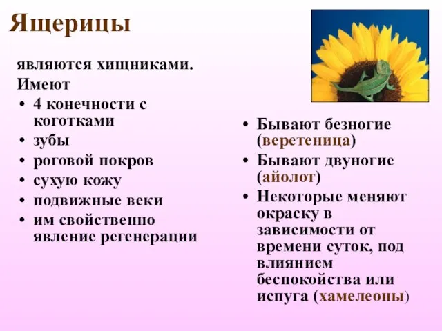 Ящерицы являются хищниками. Имеют 4 конечности с коготками зубы роговой покров сухую