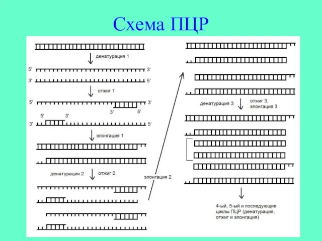 Схема ПЦР