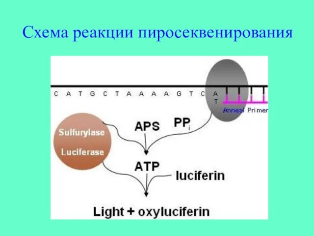 Схема реакции пиросеквенирования