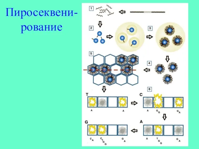 Пиросеквени- рование