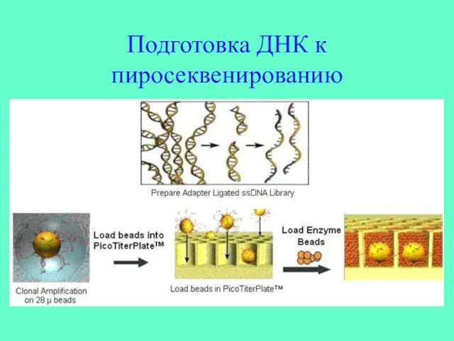 Подготовка ДНК к пиросеквенированию