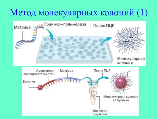 Метод молекулярных колоний (1)