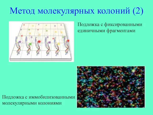 Метод молекулярных колоний (2) Подложка с фиксированными единичными фрагментами Подложка с иммобилизованными молекулярными колониями