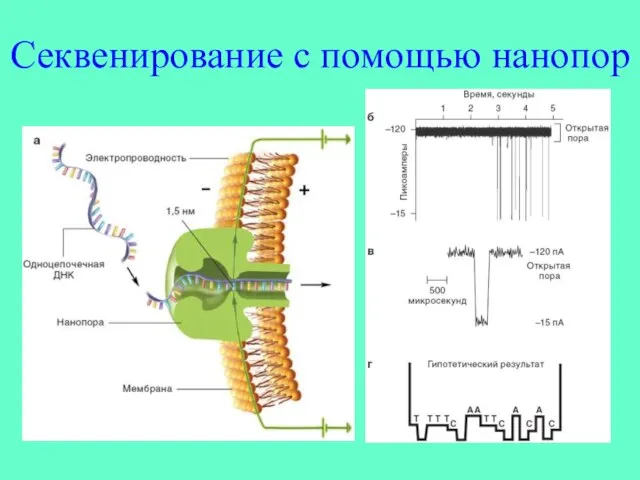 Секвенирование с помощью нанопор