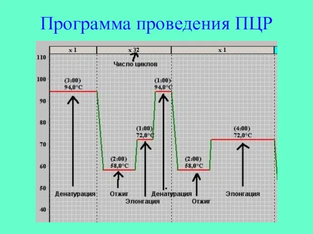 Программа проведения ПЦР