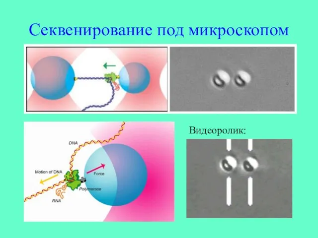 Секвенирование под микроскопом Видеоролик: