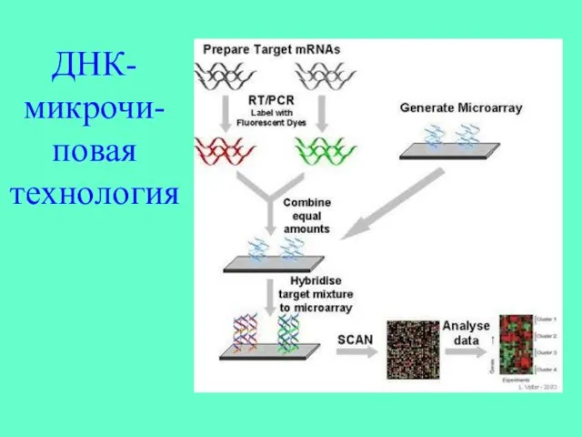 ДНК-микрочи-повая технология