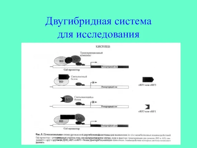 Двугибридная система для исследования белок-белковых взаимодействий