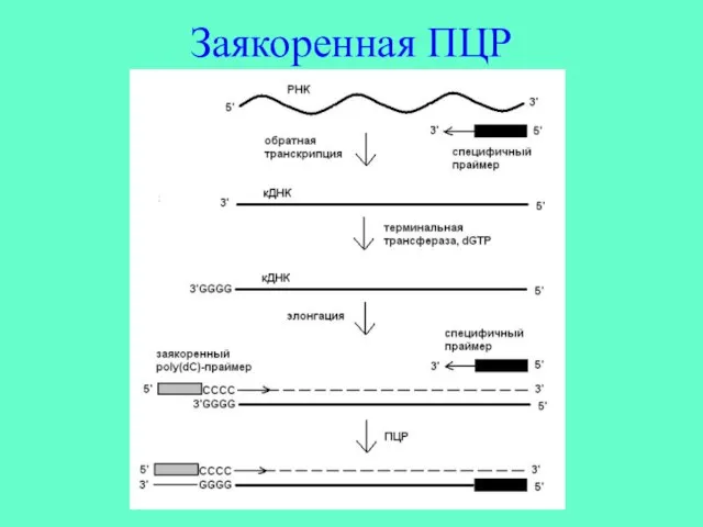 Заякоренная ПЦР