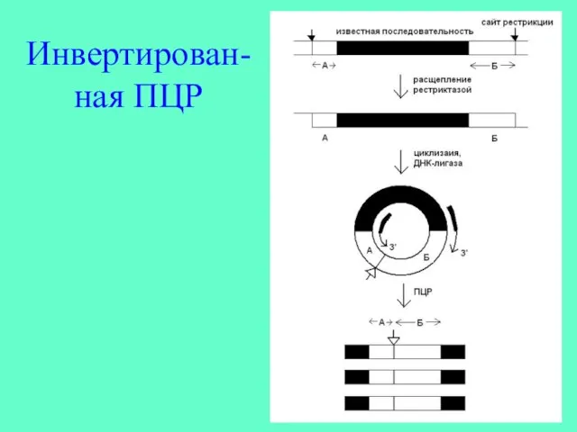 Инвертирован-ная ПЦР