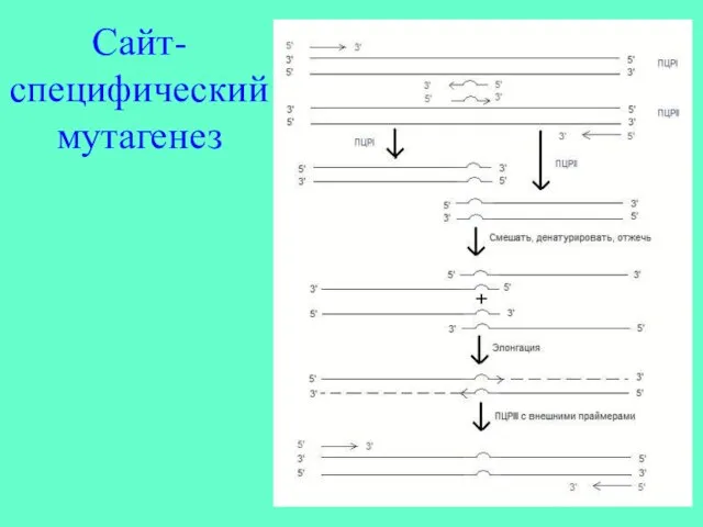 Сайт-специфический мутагенез