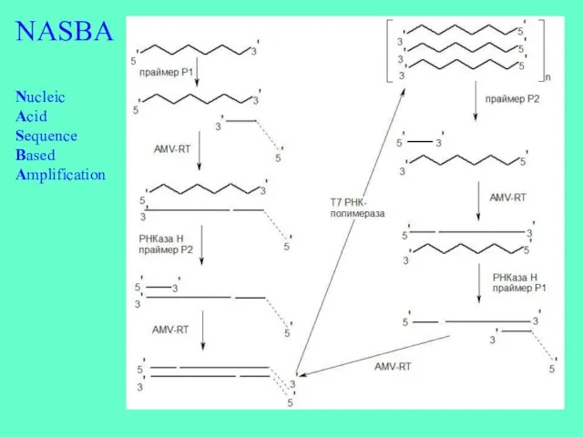 NASBA Nucleic Acid Sequence Based Amplification