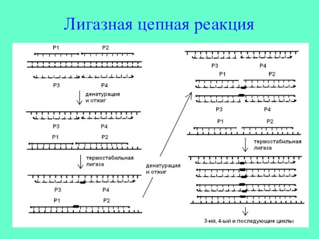 Лигазная цепная реакция