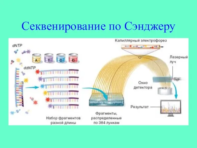 Секвенирование по Сэнджеру