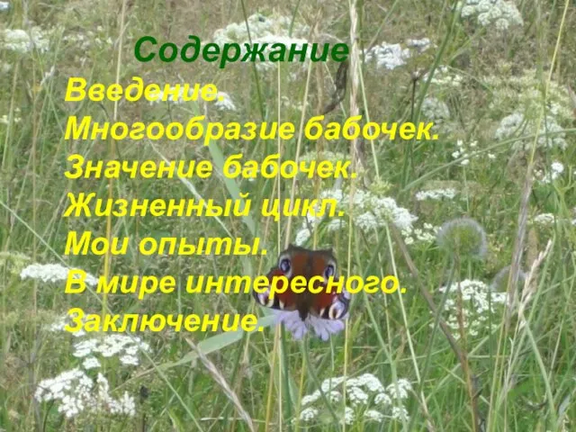 Содержание Введение. Многообразие бабочек. Значение бабочек. Жизненный цикл. Мои опыты. В мире интересного. Заключение.