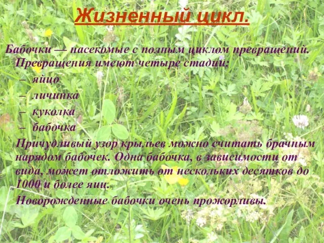 Жизненный цикл. Бабочки — насекомые с полным циклом превращений. Превращения имеют четыре