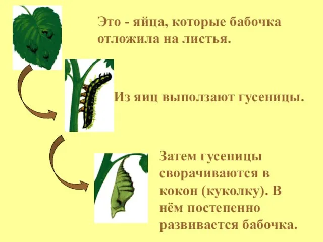 Это - яйца, которые бабочка отложила на листья. Из яиц выползают гусеницы.