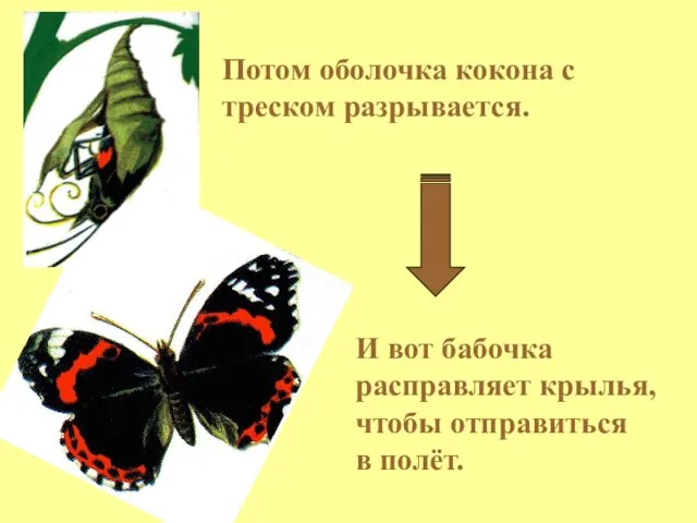 И вот бабочка расправляет крылья, чтобы отправиться в полёт. Потом оболочка кокона с треском разрывается.