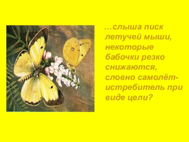 …слыша писк летучей мыши, некоторые бабочки резко снижаются, словно самолёт-истребитель при виде цели?