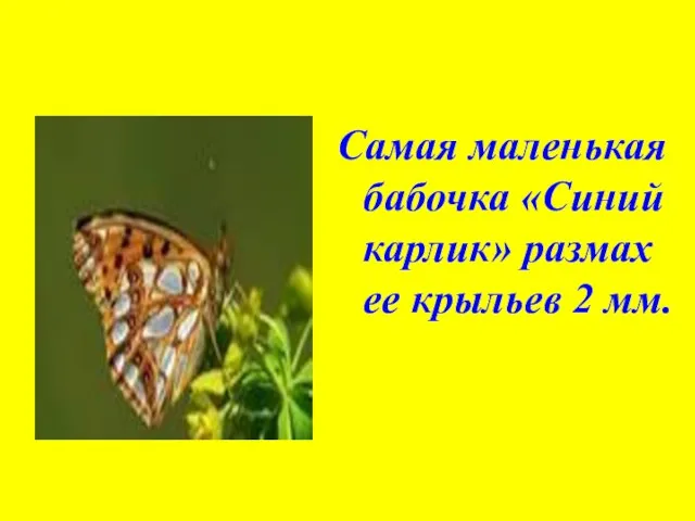 Самая маленькая бабочка «Синий карлик» размах ее крыльев 2 мм.