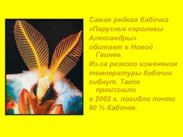 Самая редкая бабочка «Парусник королевы Александры» обитает в Новой Гвинее. Из-за резкого