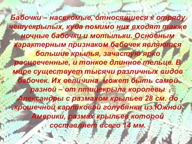 бабочки Бабочки – насекомые, относящиеся к отряду чешуекрылых, куда помимо них входят