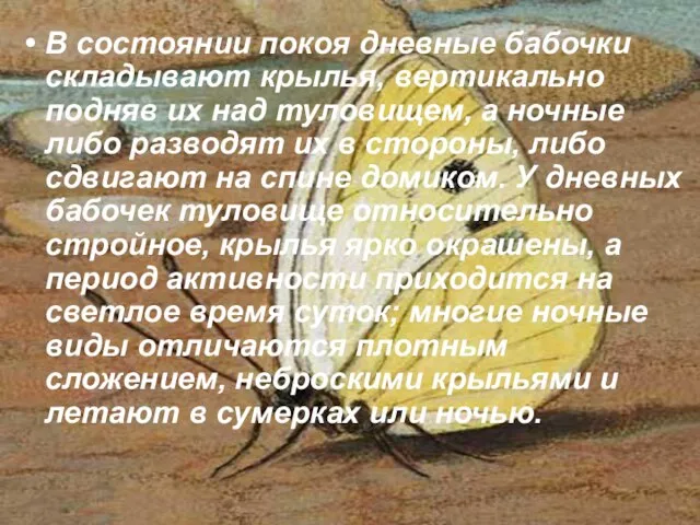 В состоянии покоя дневные бабочки складывают крылья, вертикально подняв их над туловищем,