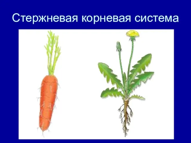 Стержневая корневая система