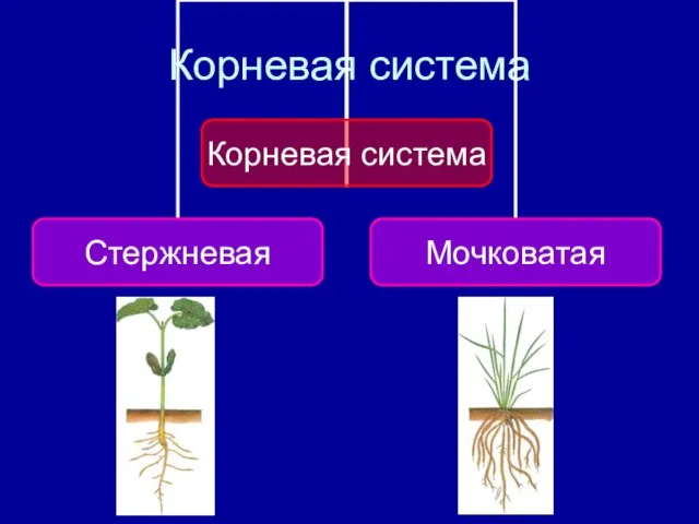 Корневая система