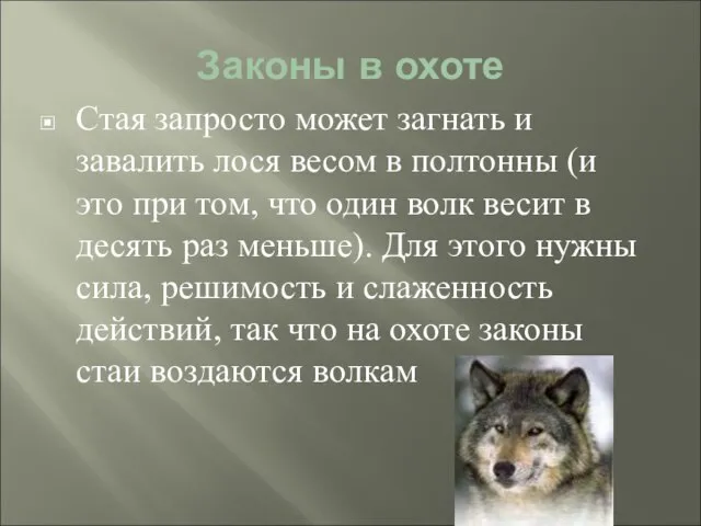 Законы в охоте Стая запросто может загнать и завалить лося весом в