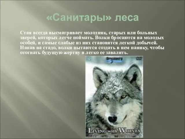 «Санитары» леса Стая всегда высматривает молодняк, старых или больных зверей, которых легче