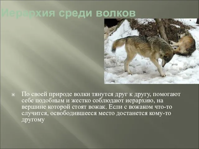 Иерархия среди волков По своей природе волки тянутся друг к другу, помогают