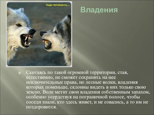 Владения Скитаясь по такой огромной территории, стая, естественно, не сможет сохранить на