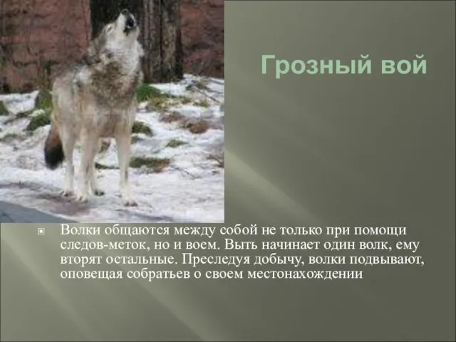 Грозный вой Волки общаются между собой не только при помощи следов-меток, но