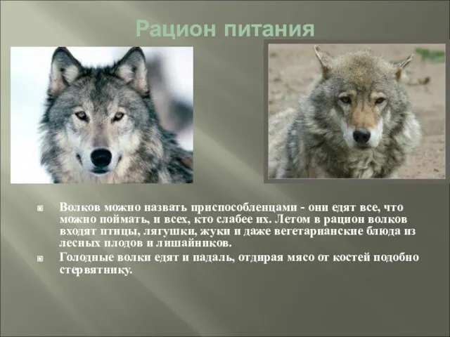 Рацион питания Волков можно назвать приспособленцами - они едят все, что можно