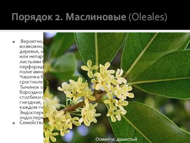 Порядок 2. Маслиновые (Oleales) Вероятно, стоит наиболее близко к порядку горечавковых и,