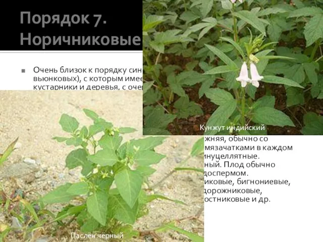 Порядок 7. Норичниковые (Scrophulariales) Очень близок к порядку синюховых (особенно к семейству