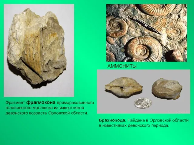 АММОНИТЫ Фрагмент фрагмокона прямораковинного головоногого моллюска из известняков девонского возраста Орловской области.
