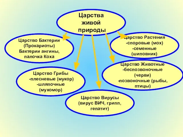 Царства живой природы Царство Животные -беспозвоночные (черви) -позвоночные (рыбы, птицы) Царство Вирусы