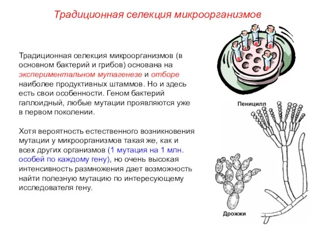 Традиционная селекция микроорганизмов (в основном бактерий и грибов) основана на экспериментальном мутагенезе