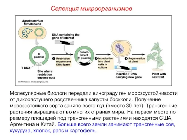 Селекция микроорганизмов Молекулярные биологи передали винограду ген морозоустойчивости от дикорастущего родственника капусты