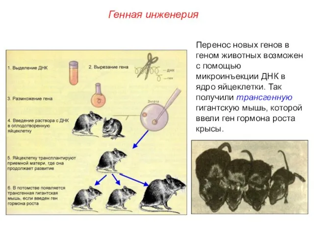 Перенос новых генов в геном животных возможен с помощью микроинъекции ДНК в